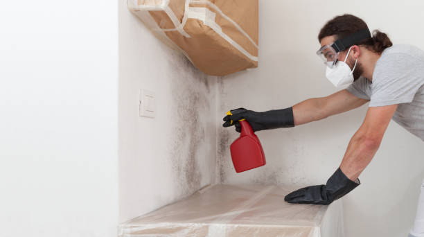 Professional Attic Mold Remediation technician working in Georgetown, PA