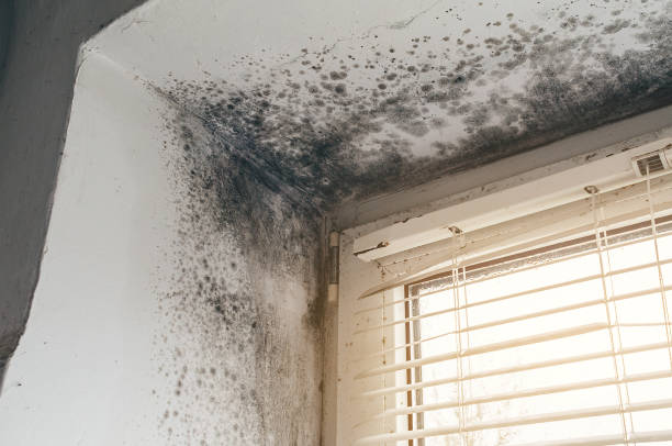 Affordable Attic Mold Remediation solutions in Georgetown, PA